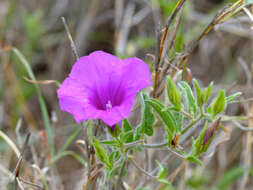 Image of Ipomoea bolusiana Schinz