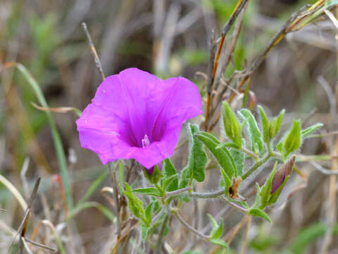 Image of Ipomoea bolusiana Schinz