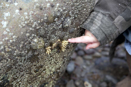 Image of Dog whelk