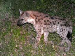 Image of Spotted Hyaenas