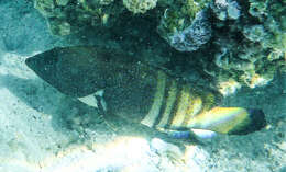 Image of grouper