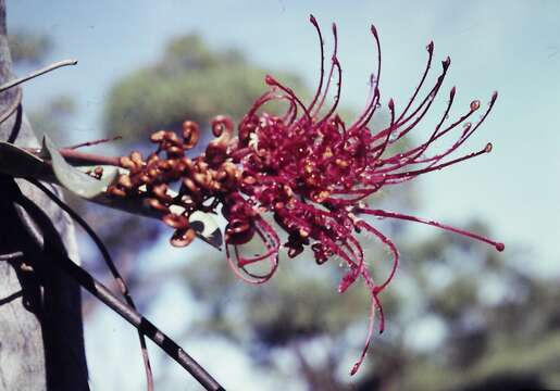 Image of Grevillea decora subsp. decora