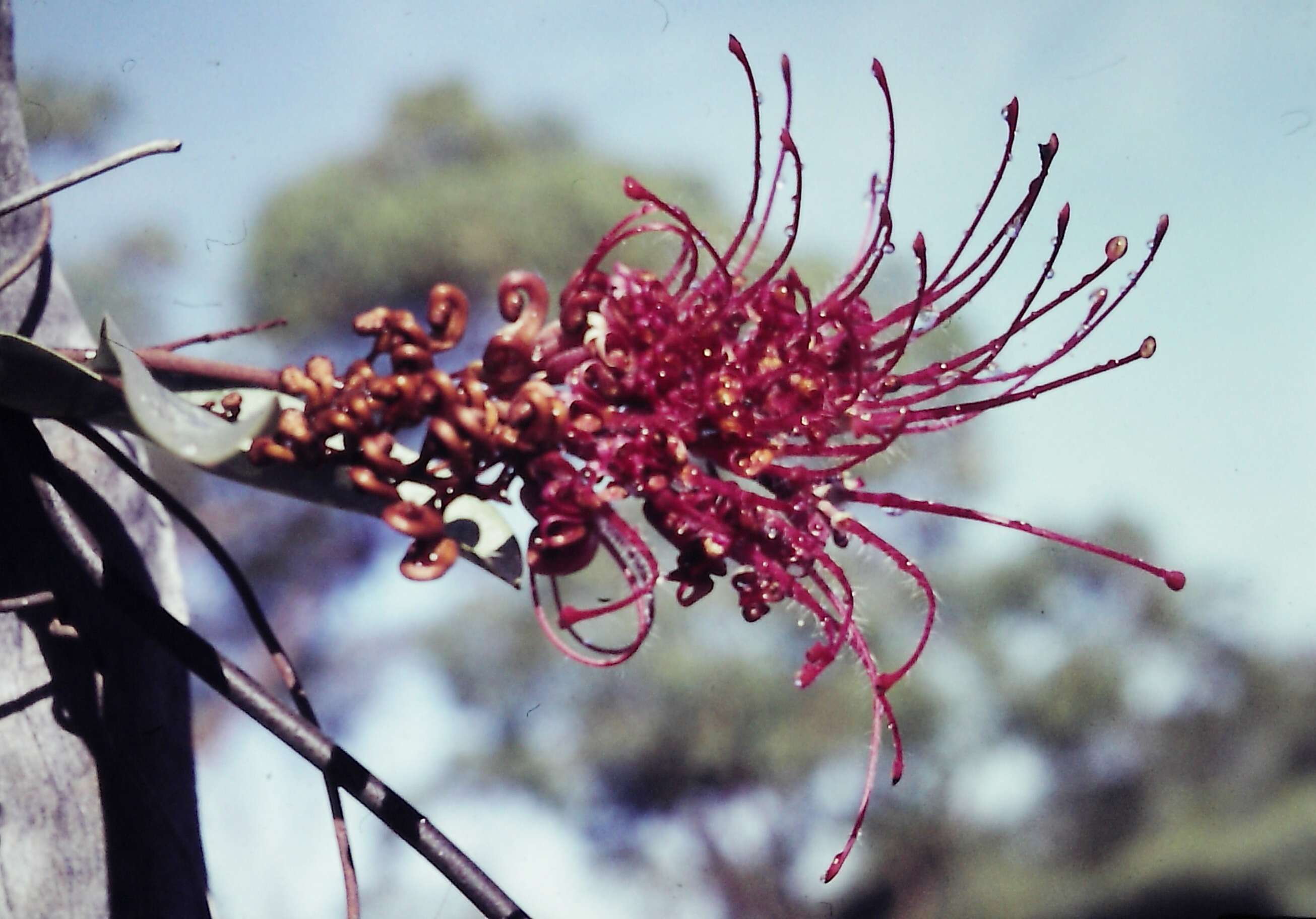 Image of Grevillea decora subsp. decora