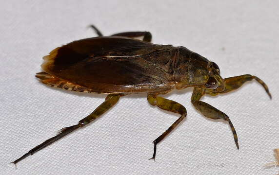 Image of giant water bug