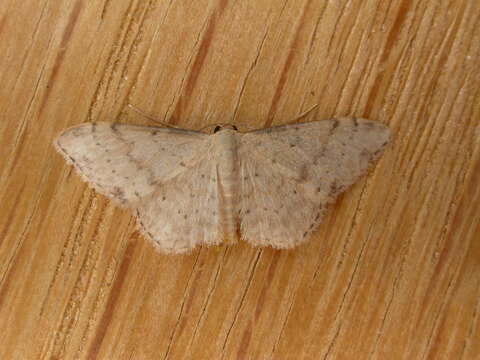 Image of Idaea halmaea Meyrick 1888