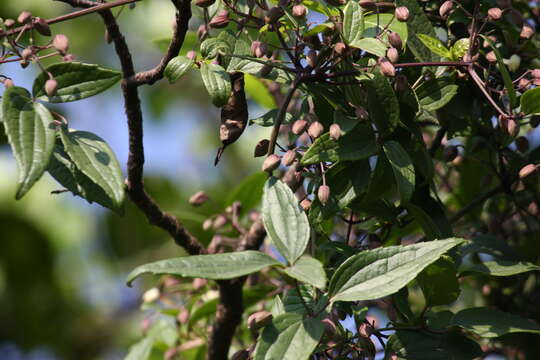 Image of Clematis hedysarifolia DC.