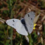 Image of Checkered Whites