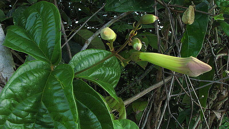 Image of Amphilophium scabriusculum (Mart. ex DC.) L. G. Lohmann