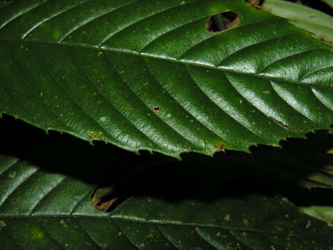 Image of Ticodendron