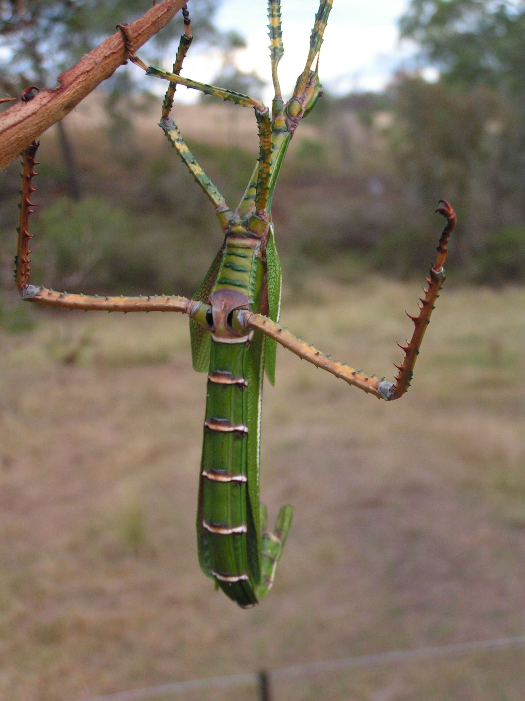 Image of Eurycnema