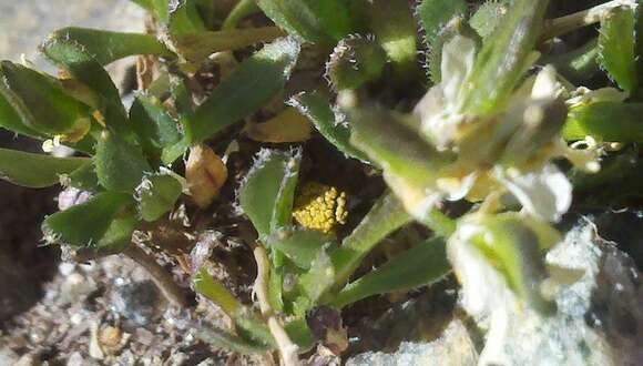 Image of Weber's draba