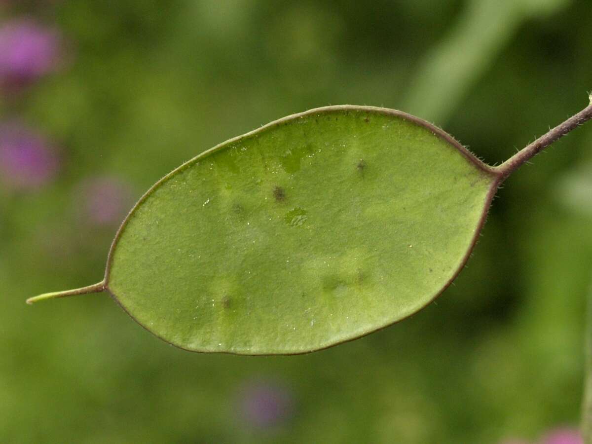 Image of lunaria