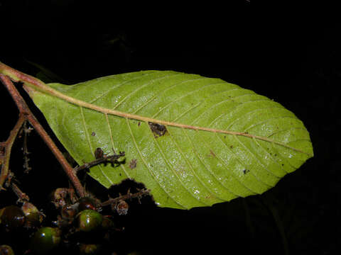 Image of Tetracera hydrophila Triana & Planch.