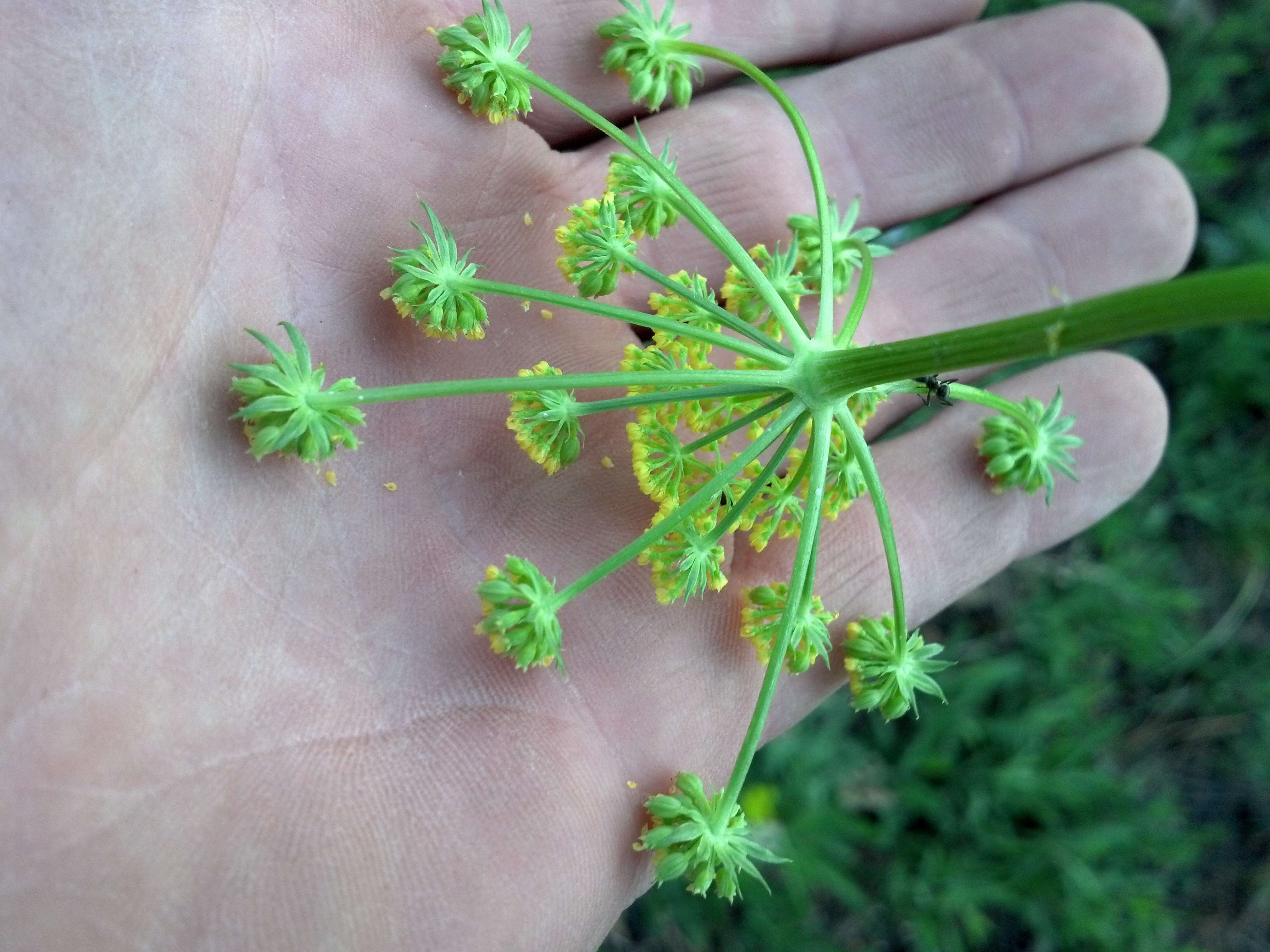 Image of alpine false springparsley