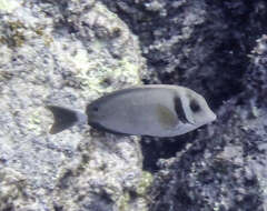 Image of Head-band Surgeonfish