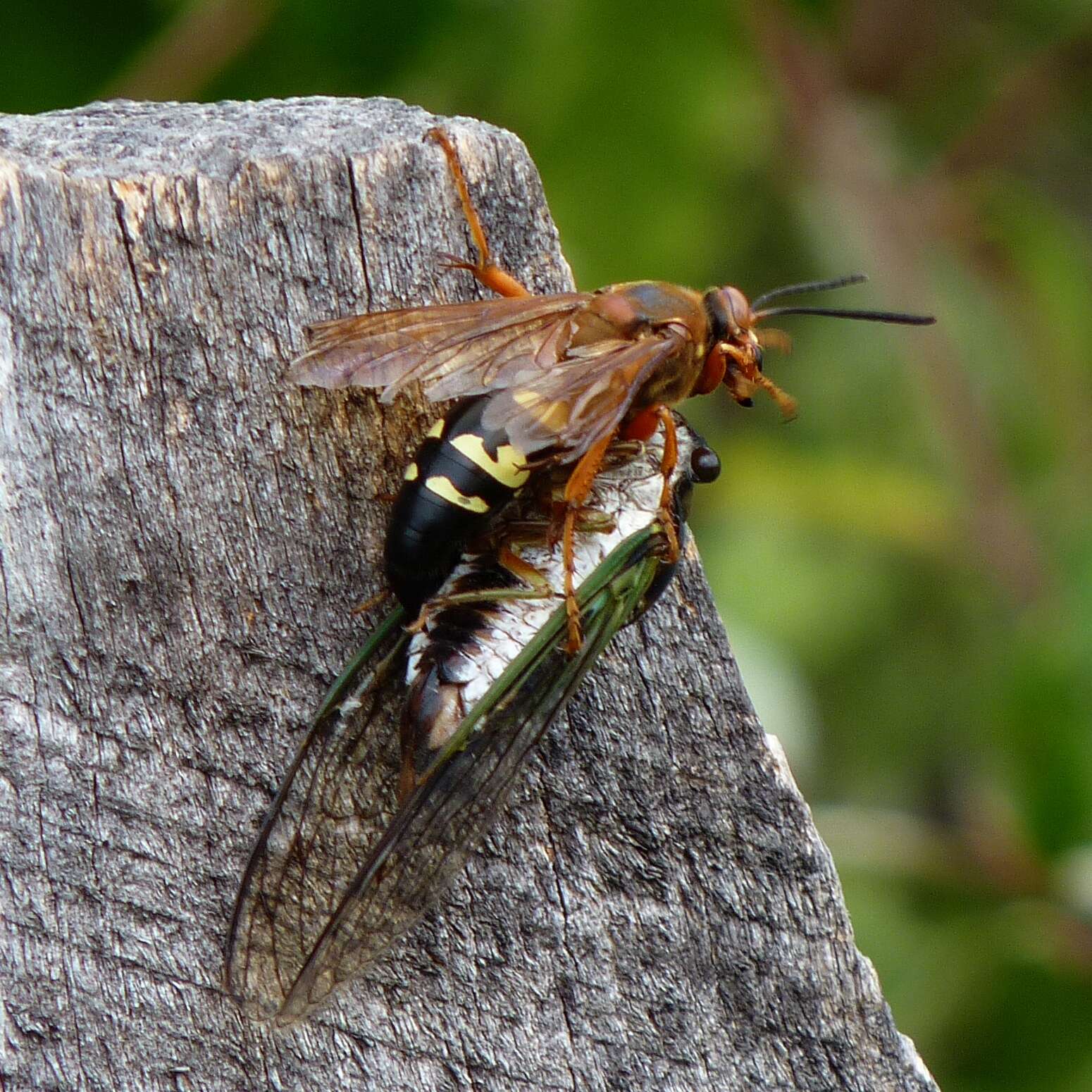 Image de Spheciina Nemkov & Ohl 2011