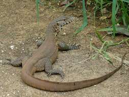 Image of monitor lizards