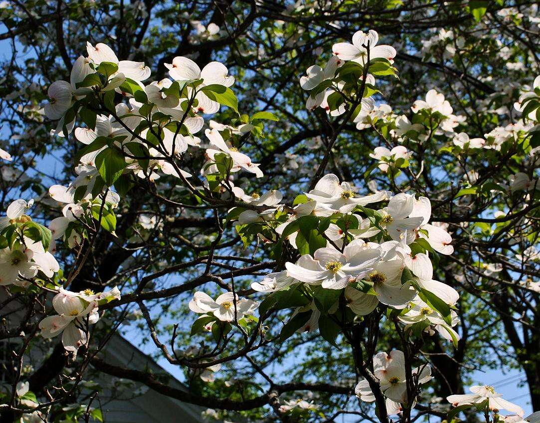 Image of dogwoods