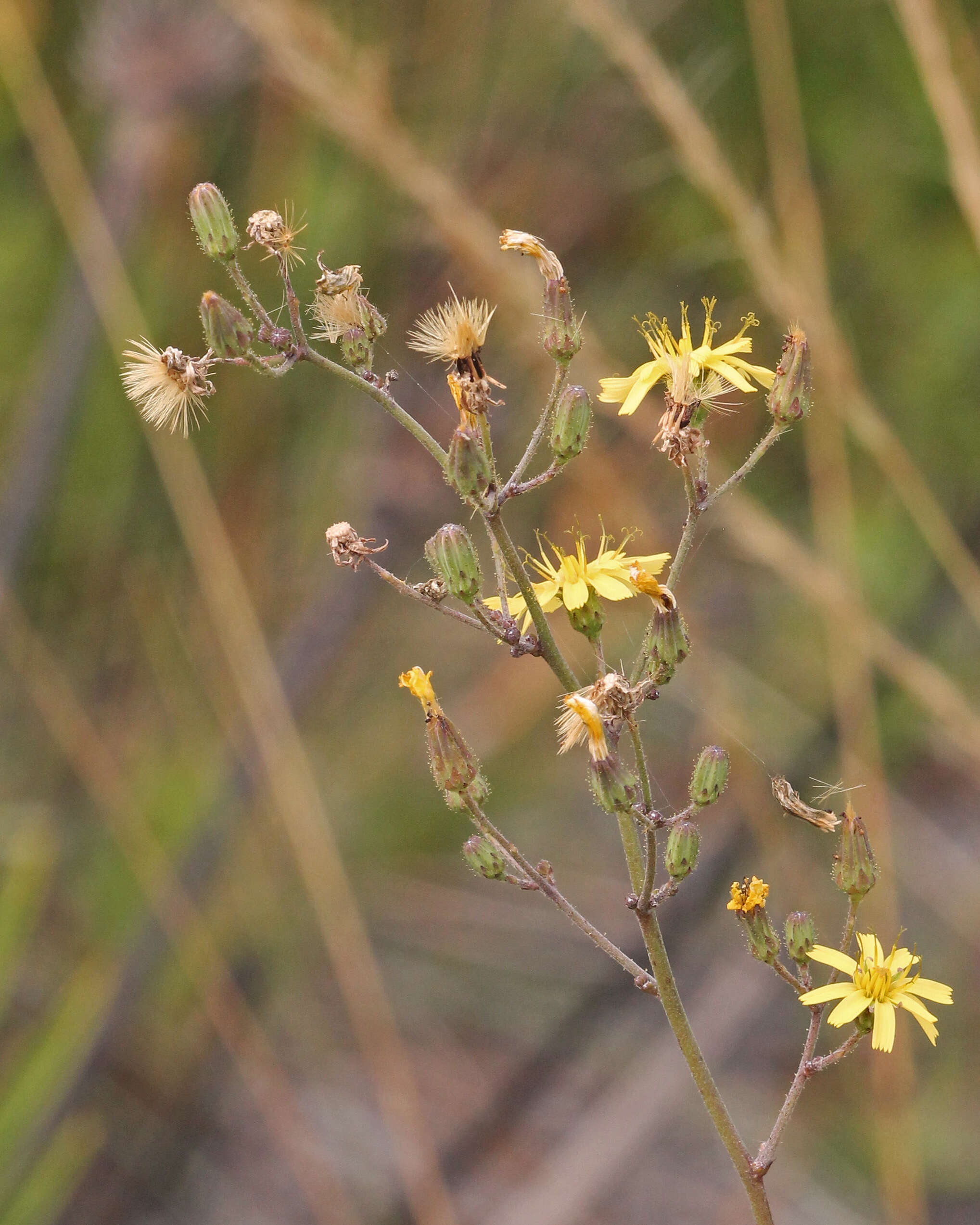 Image de Hieracium gronovii L.