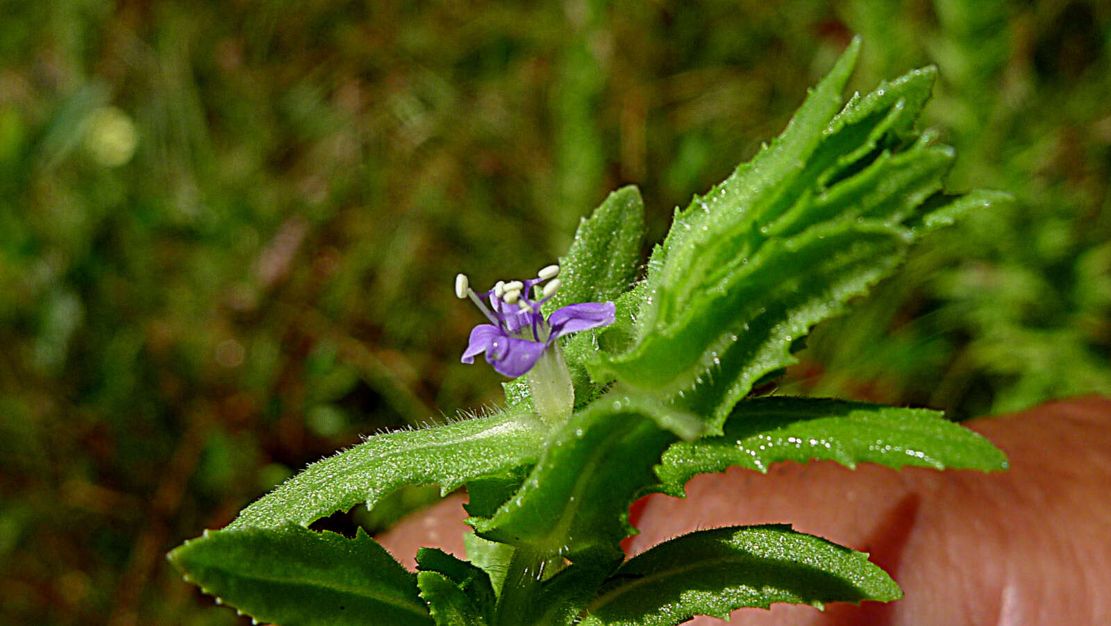 Слика од Stemodia maritima L.