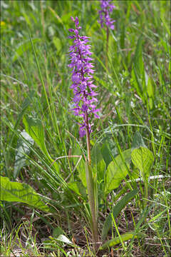 Image of Orchis mascula subsp. speciosa (Mutel) Hegi