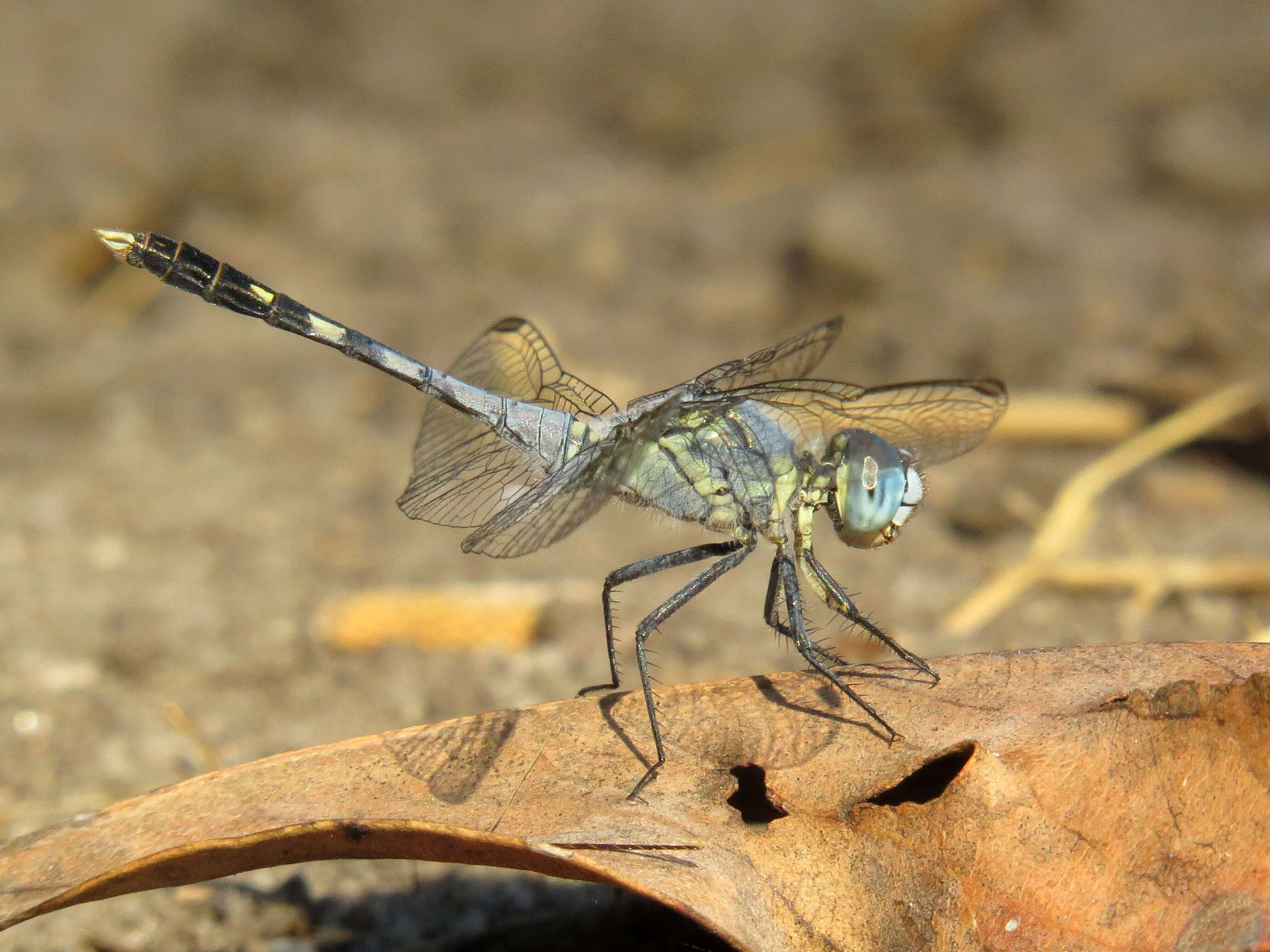 Image of Diplacodes trivialis (Rambur 1842)