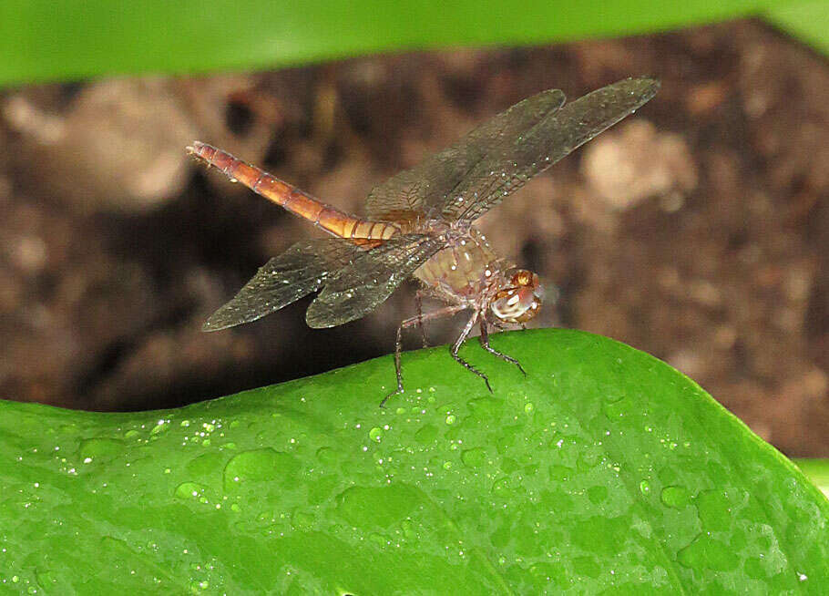 Image of Band-winged Dragonlet