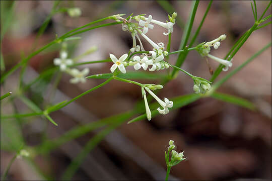 Image of woodruff