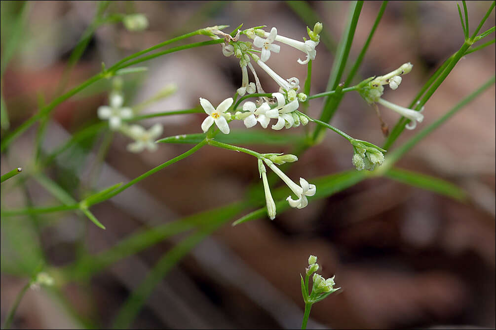 Plancia ëd Asperula