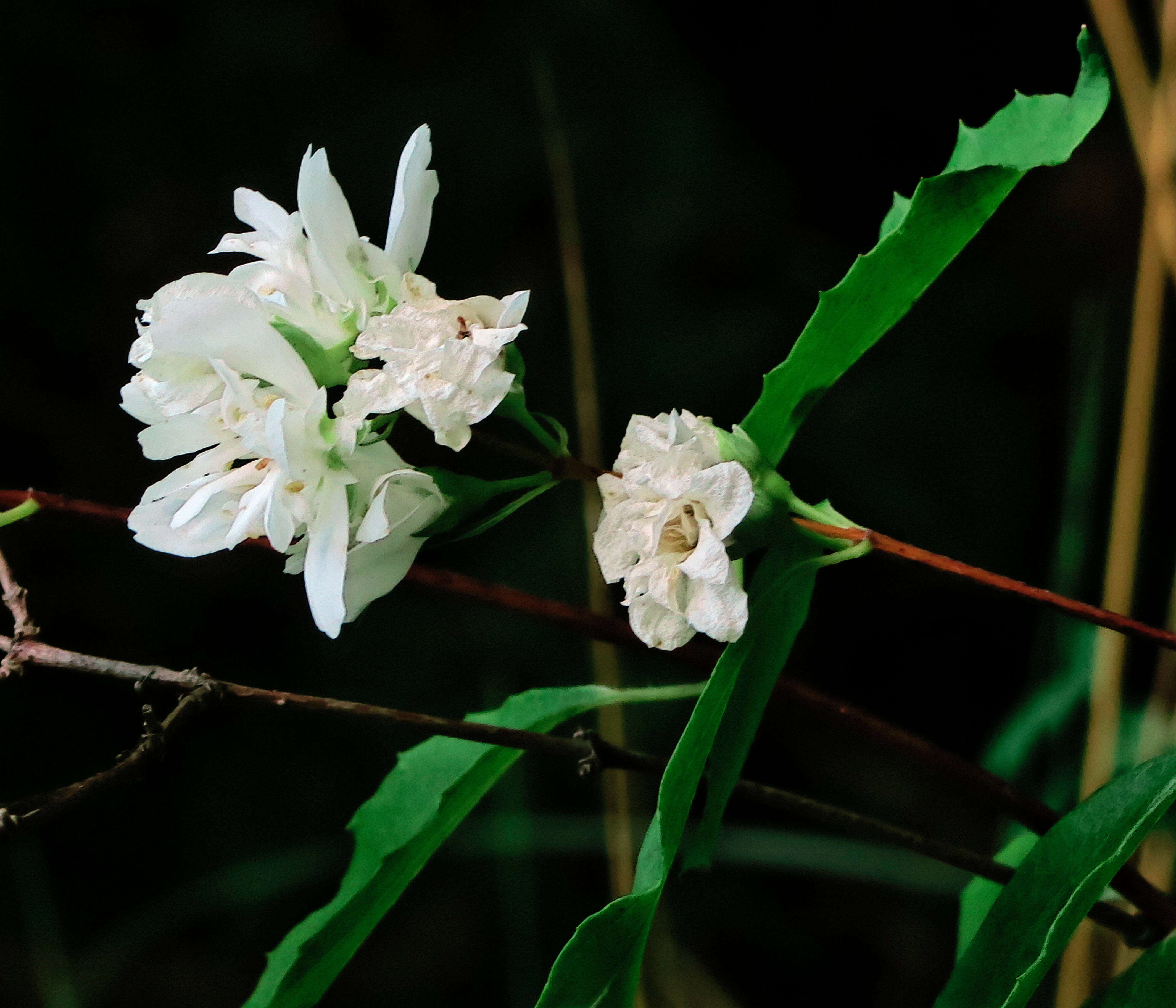 Imagem de Philadelphus lewisii Pursh