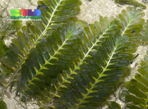 Image of Fern seagrass