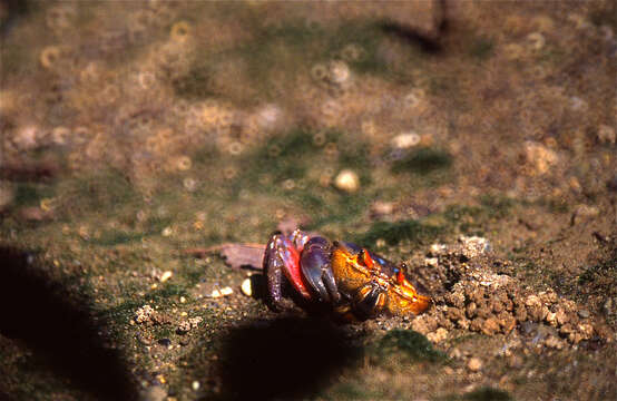 Image of Fiddler crab