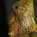 Image of Abbott's Crested Lizard