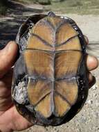 Image of mud turtles