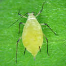 Imagem de Macrosiphum (Macrosiphum) zionense Knowlton 1935