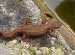 Image of Smooth Newt