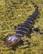 Image of Alligator