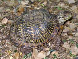 Image of Ornate Box Turtle