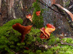 Sivun Lactarius eucalypti O. K. Mill. & R. N. Hilton 1987 kuva