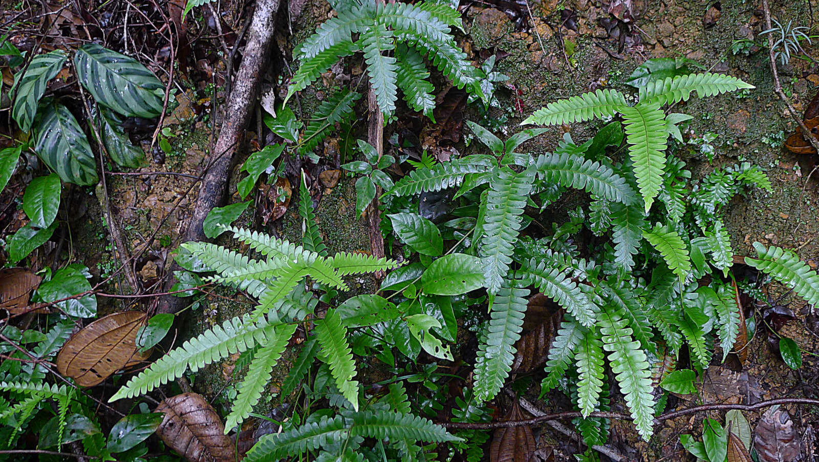 Image of woodland necklace fern