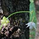 Image of few-flowered leek