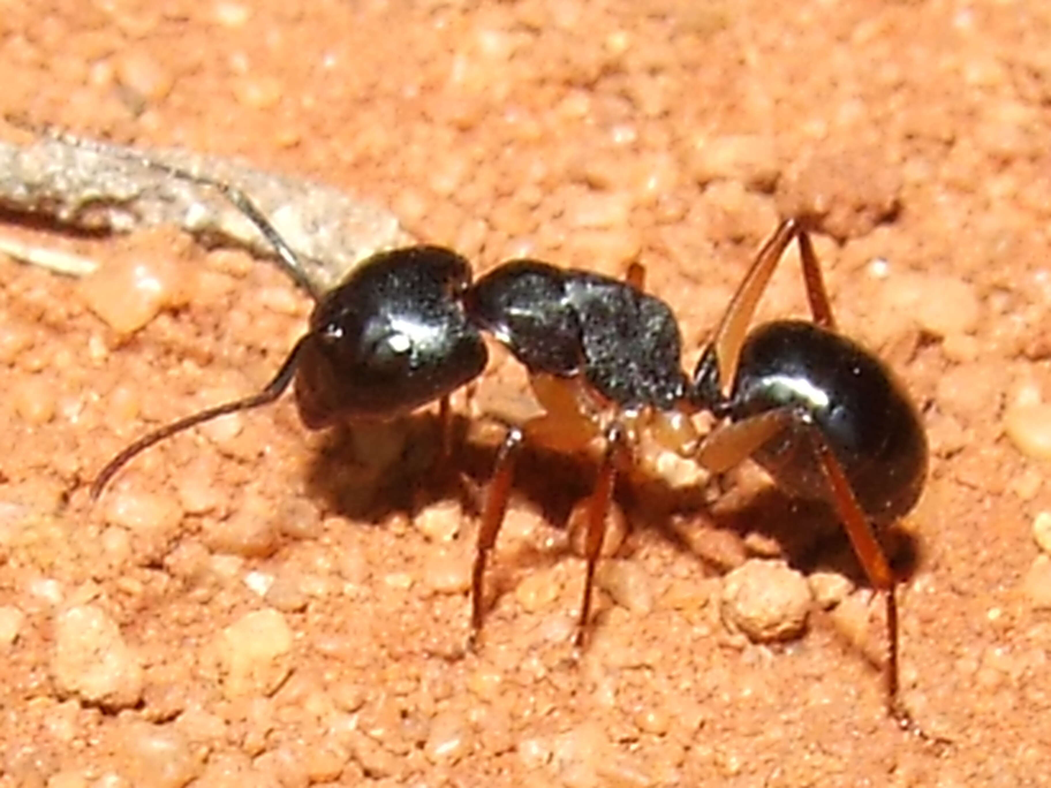 Image of ants