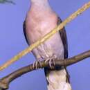 Image of Afep Pigeon