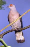 Image of Afep Pigeon