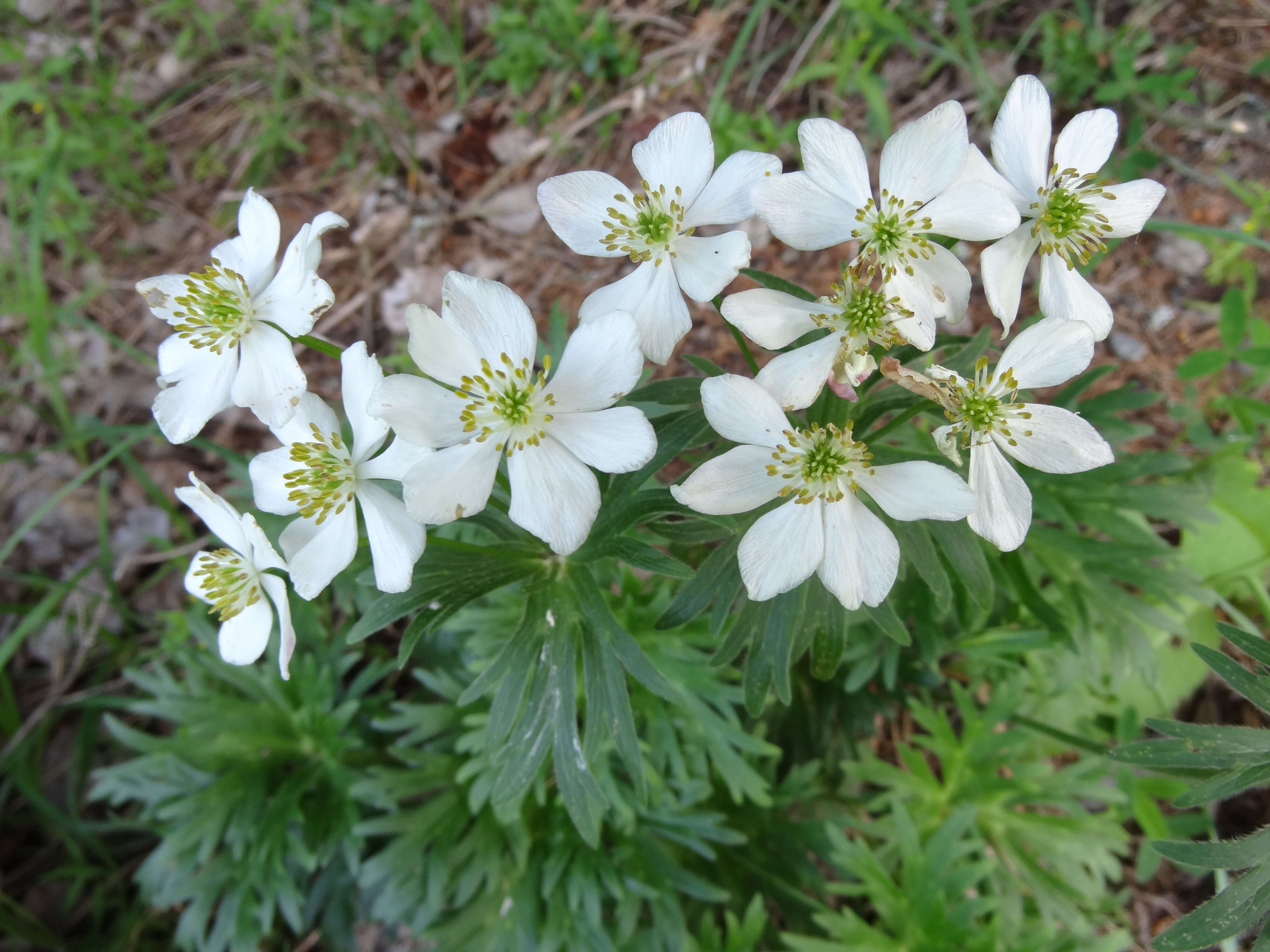Image of Ranunculaceae