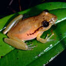 Image of Boeseman's Snouted Treefrog