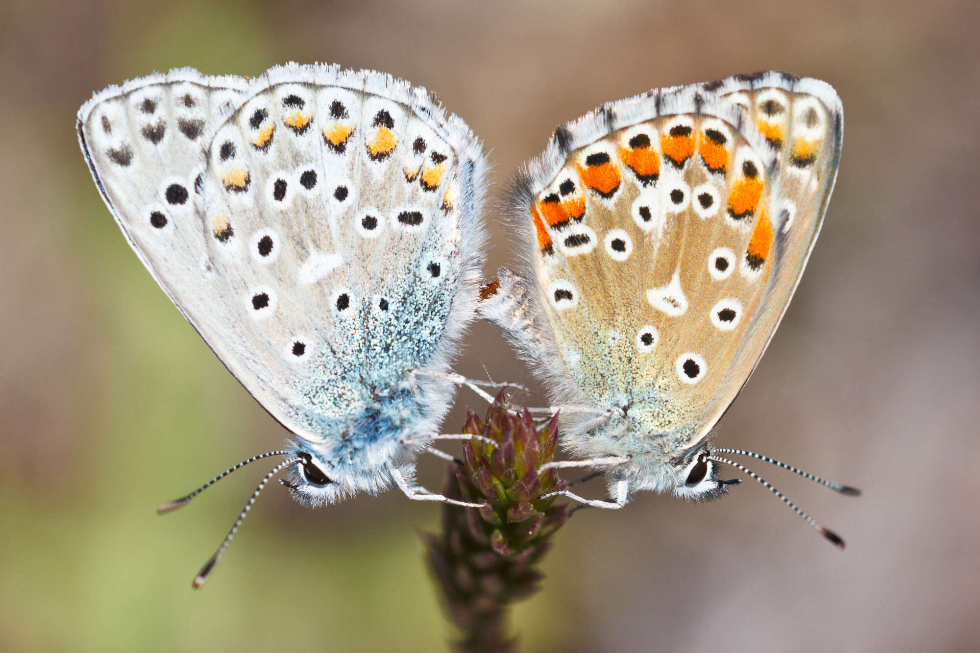 Image of common blue