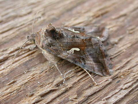 Image of Autographa