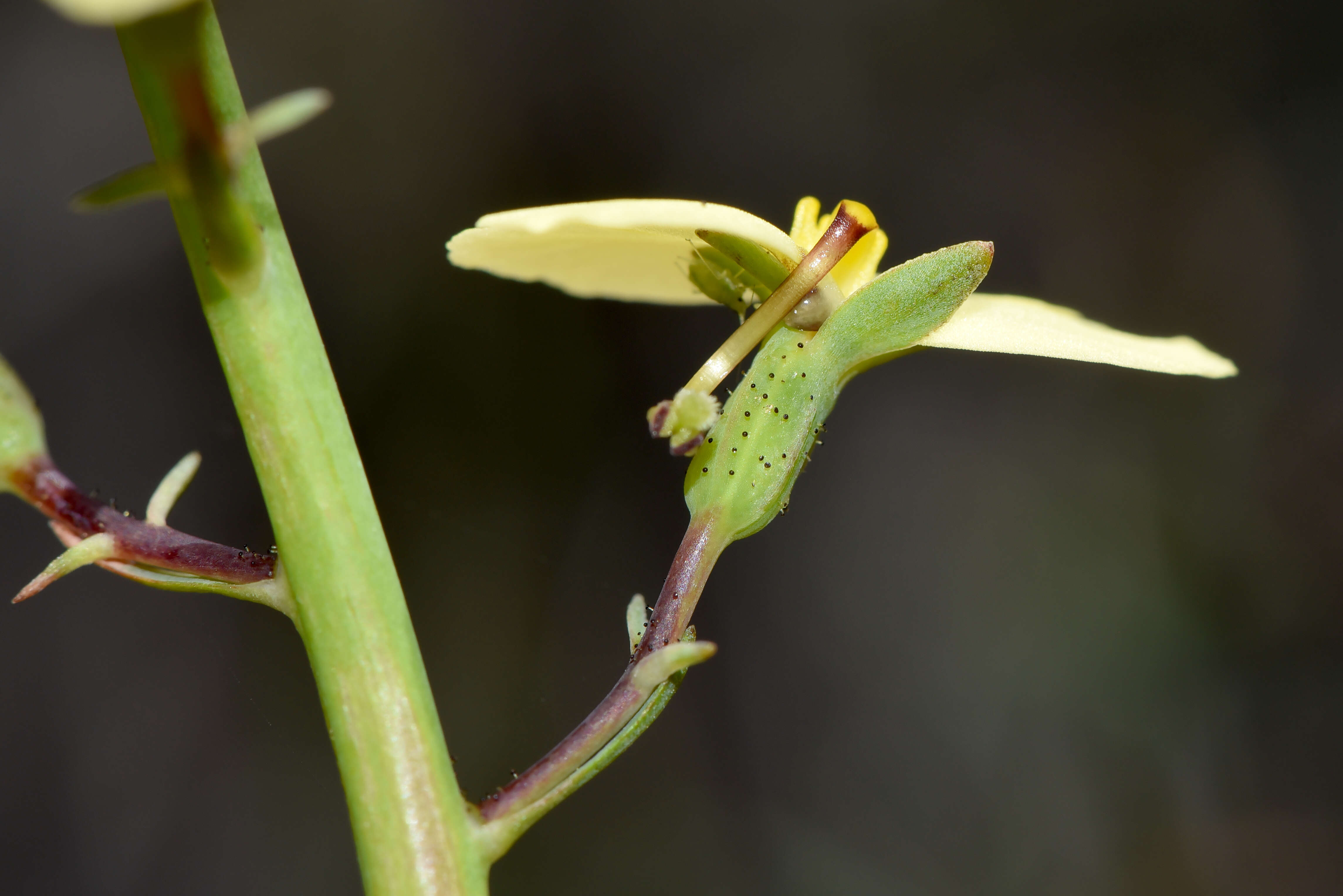 Image de Stylidium hymenocraspedum Wege