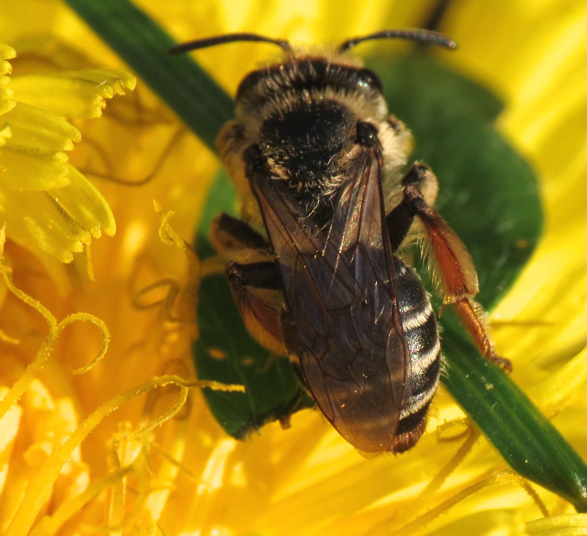 Image of Andrena ovatula (Kirby 1802)